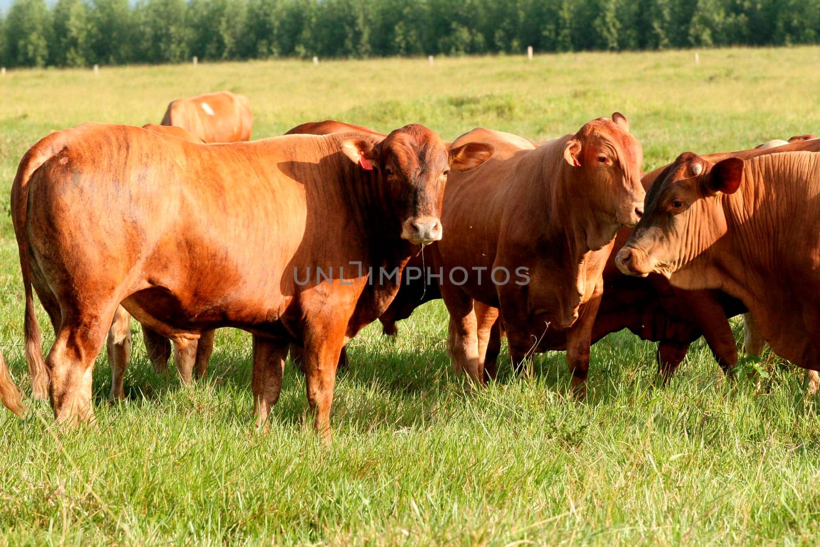 eunapolis, bahia / brazil - june 8, 2009: cattle ranching on the farm in the city of Eunapolis, in southern Bahia....