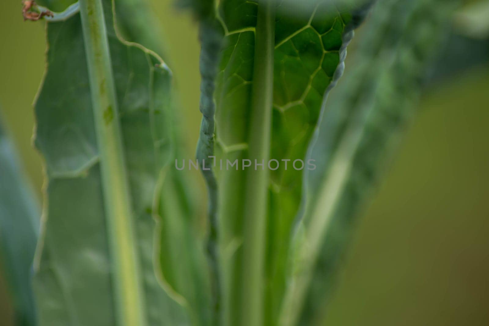 Beautiful abstract image of kale leaves. Macro, green nature background shot in natural golden hour sunlight with defocused bokeh background and copy space.