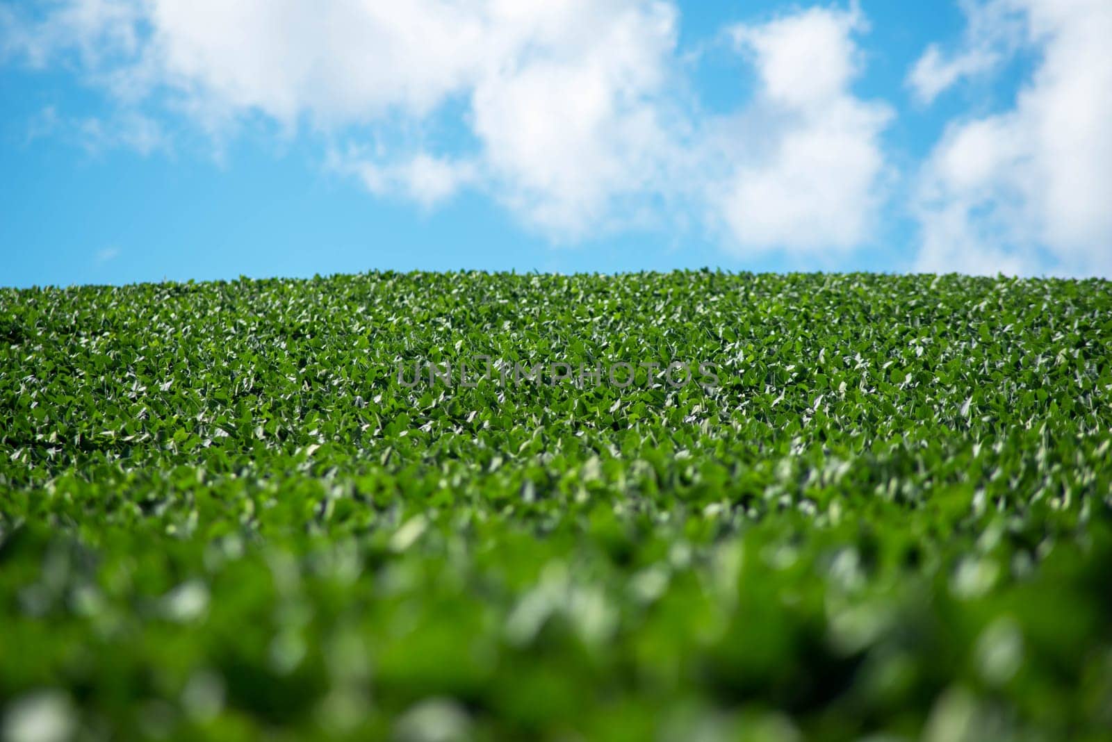 Beautiful natural scene of a hillside soybean field extends to the horizon. Selective focus, defocused foreground gives an ethereal look. Natural light with copy space. Positive, cheerful emotions.