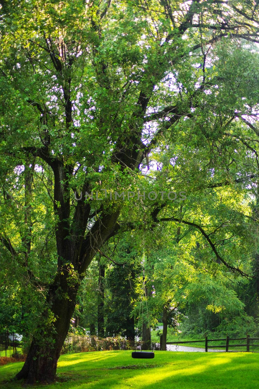 Full frame image of an idyllic tree in golden hour sunlight in a grassy lawn. An old fashioned tire swing hangs from a branch.