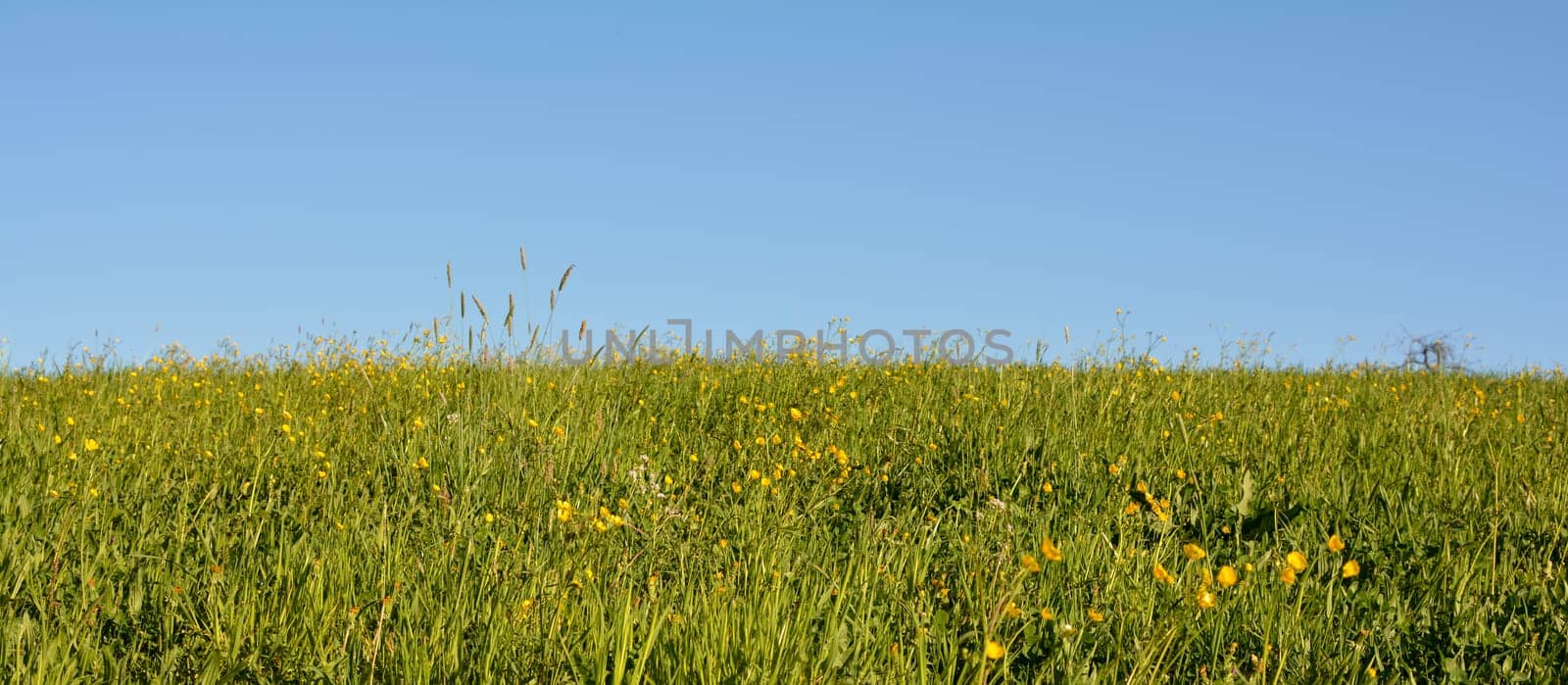 Flower meadow in spring, green meadow with yellow  blossoms