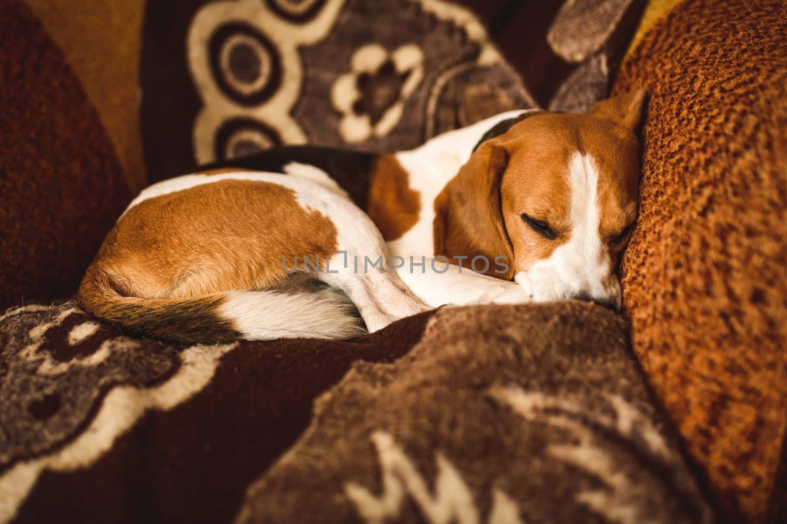 Sleeping beagle on the sofa in living room. Canine concept