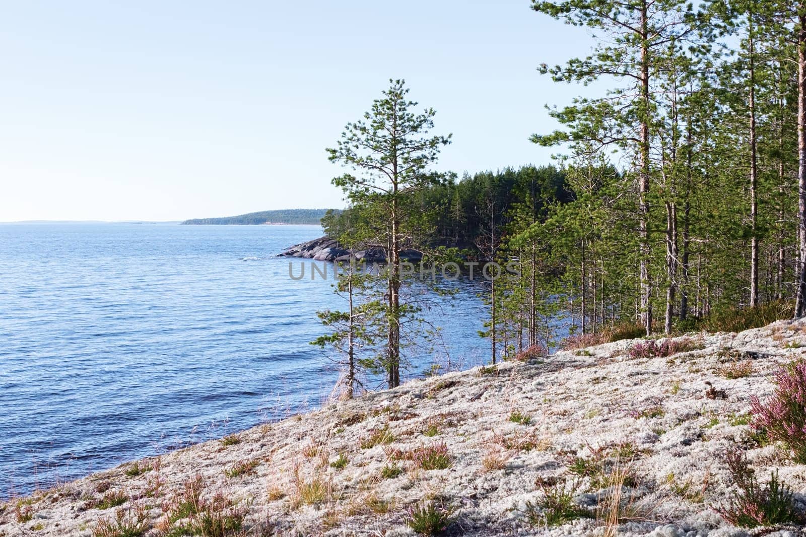 Pine forest, lichen and heather in untouched wilderness on the rocky shores of the northern lake. Lake Onega in the White Nights Season, Republic of Karelia, Russia. Selective focus.