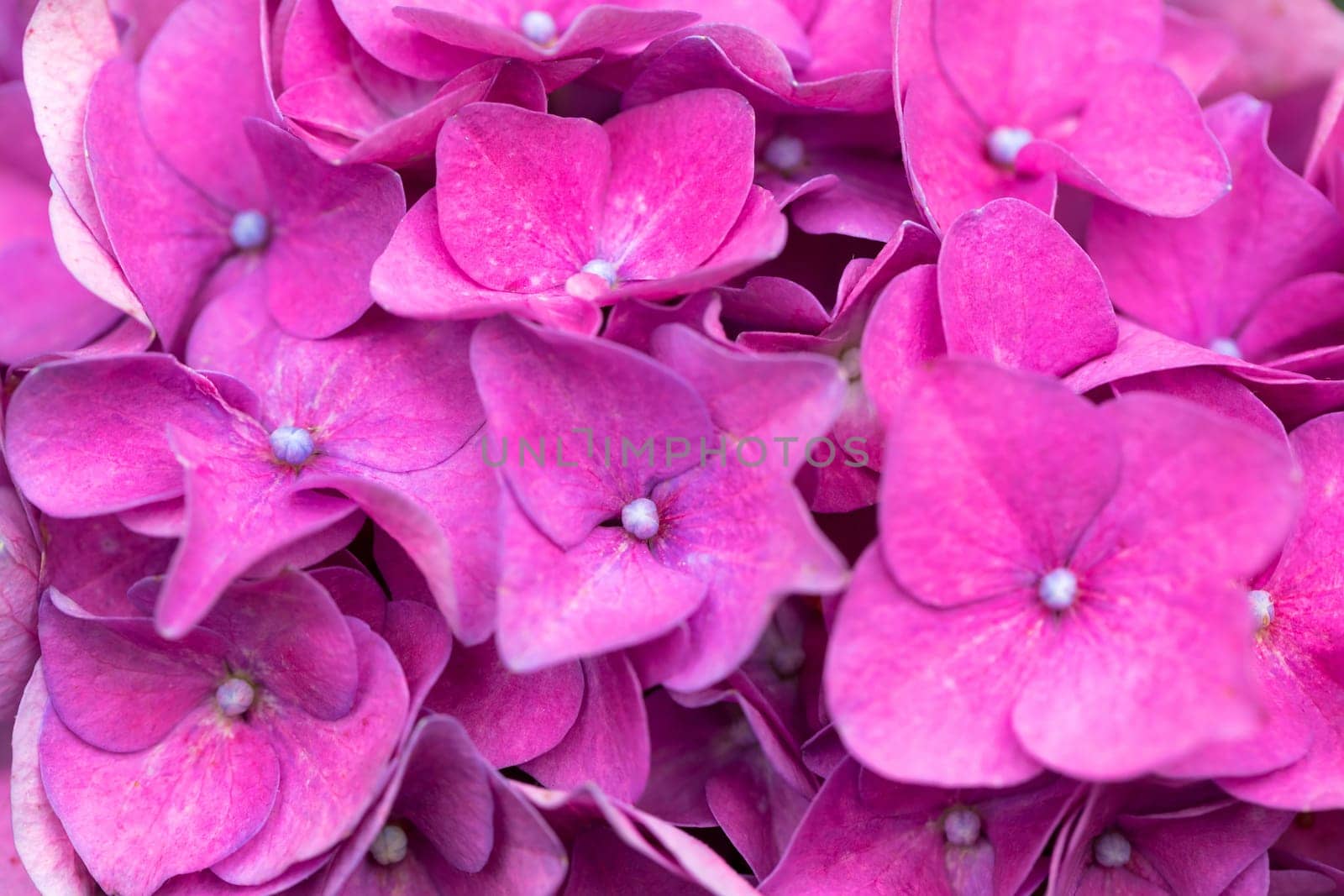 macro detail of Beautiful pink flower Hydrangea macrophylla in pot, arranged in late summer garden.