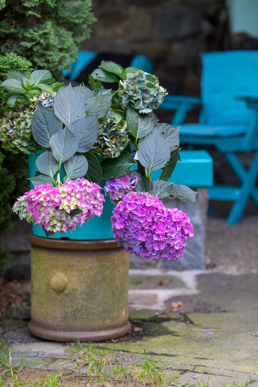 Beautiful pink flower Hydrangea macrophylla in pot, arranged in late summer garden.