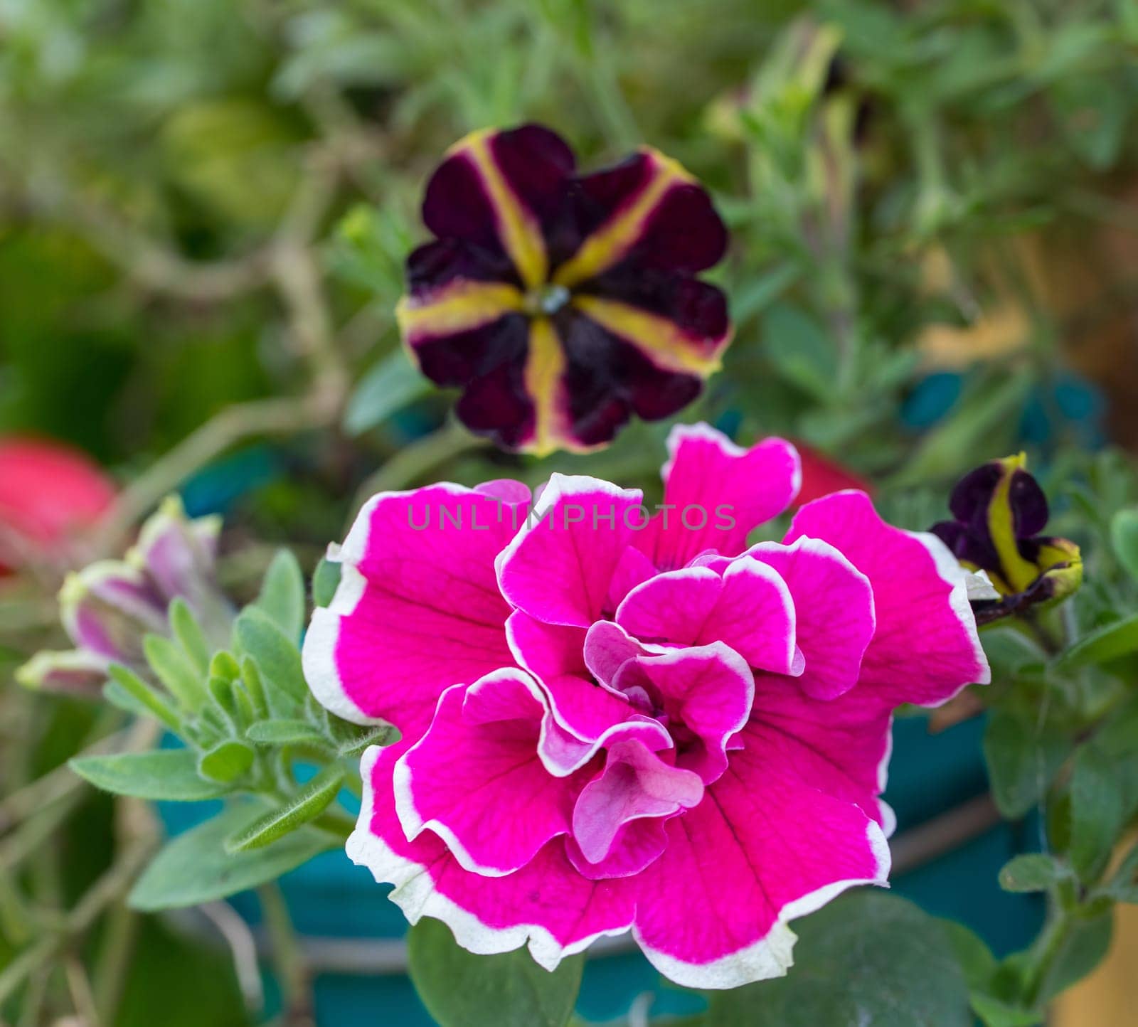Dianthus flower planted in small pot, late summer garden
