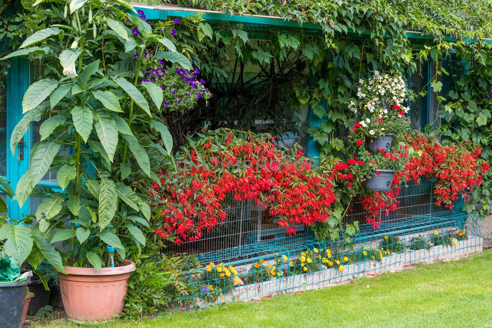 Vivid Flowers Begonia boliviensis, Waterfall of red blossom in summer garden