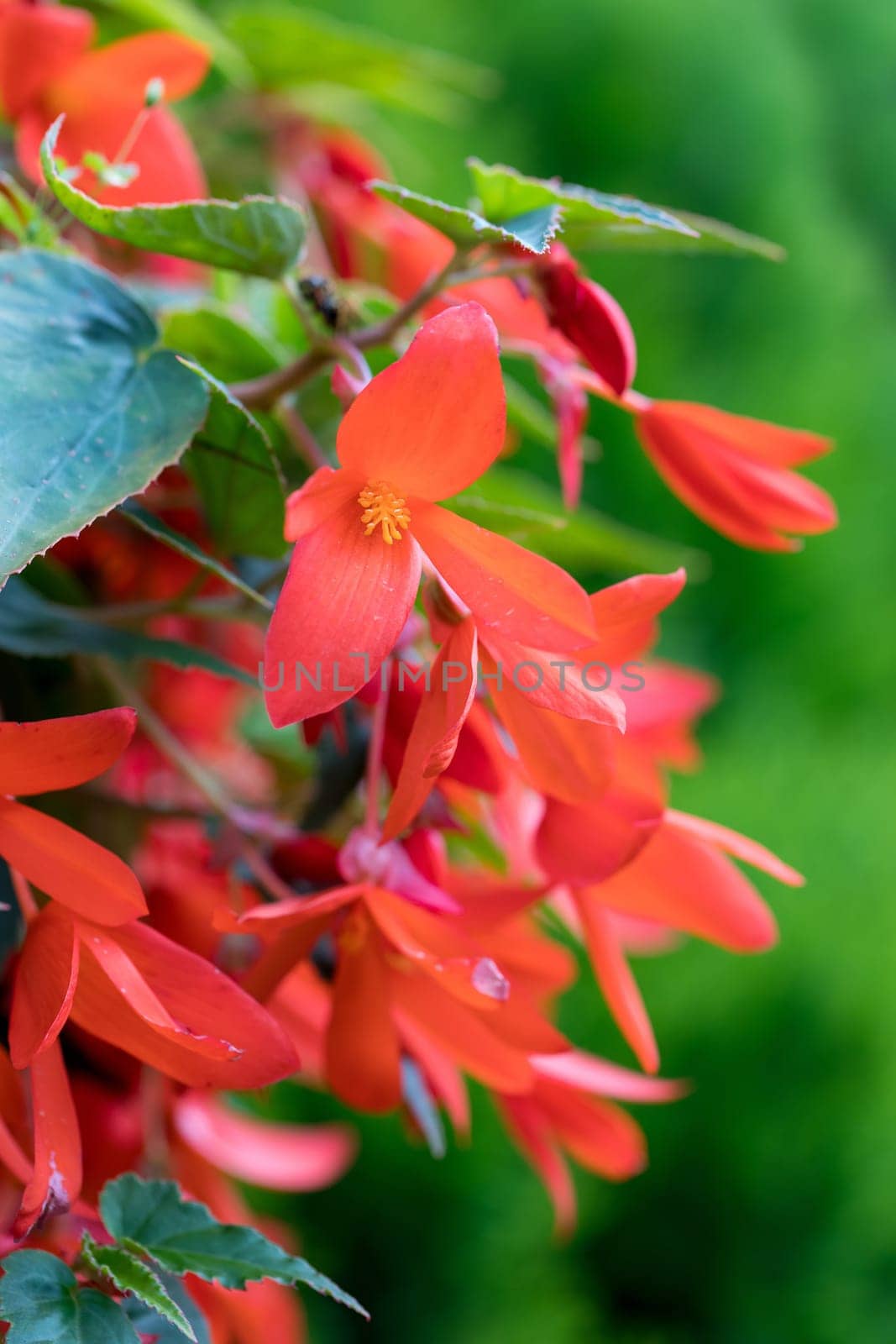 Vivid Flowers Begonia boliviensis, Waterfall of red blossom in summer garden
