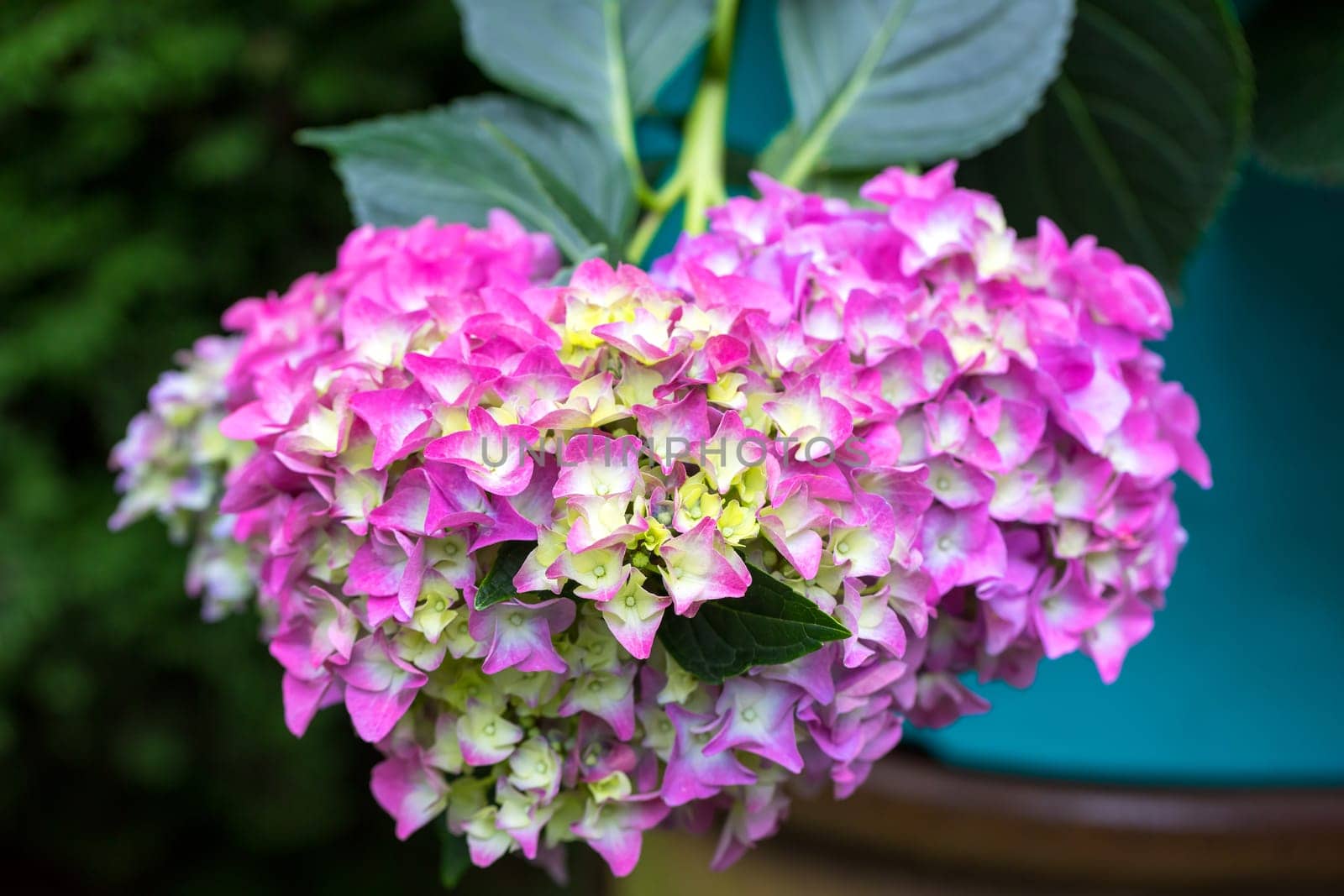 Beautiful pink flower Hydrangea macrophylla in pot, arranged in late summer garden.