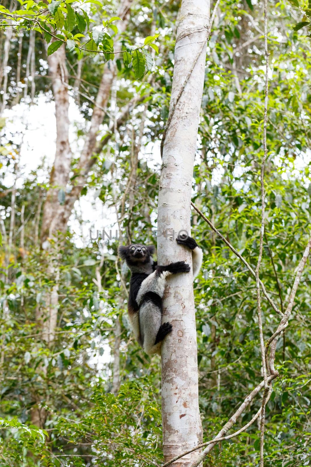 Black and white Lemur Indri (Indri indri), also called the babakoto, hanged on tree in natural habitat. Andasibe - Analamazaotra National Park, Madagascar wildlife