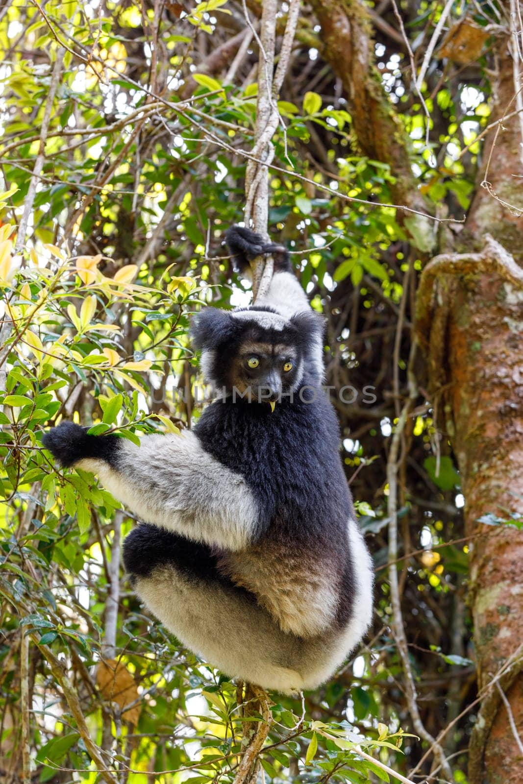 Black and white Lemur Indri (Indri indri), also called the babakoto, hanged on tree in natural habitat. Andasibe - Analamazaotra National Park, Madagascar wildlife