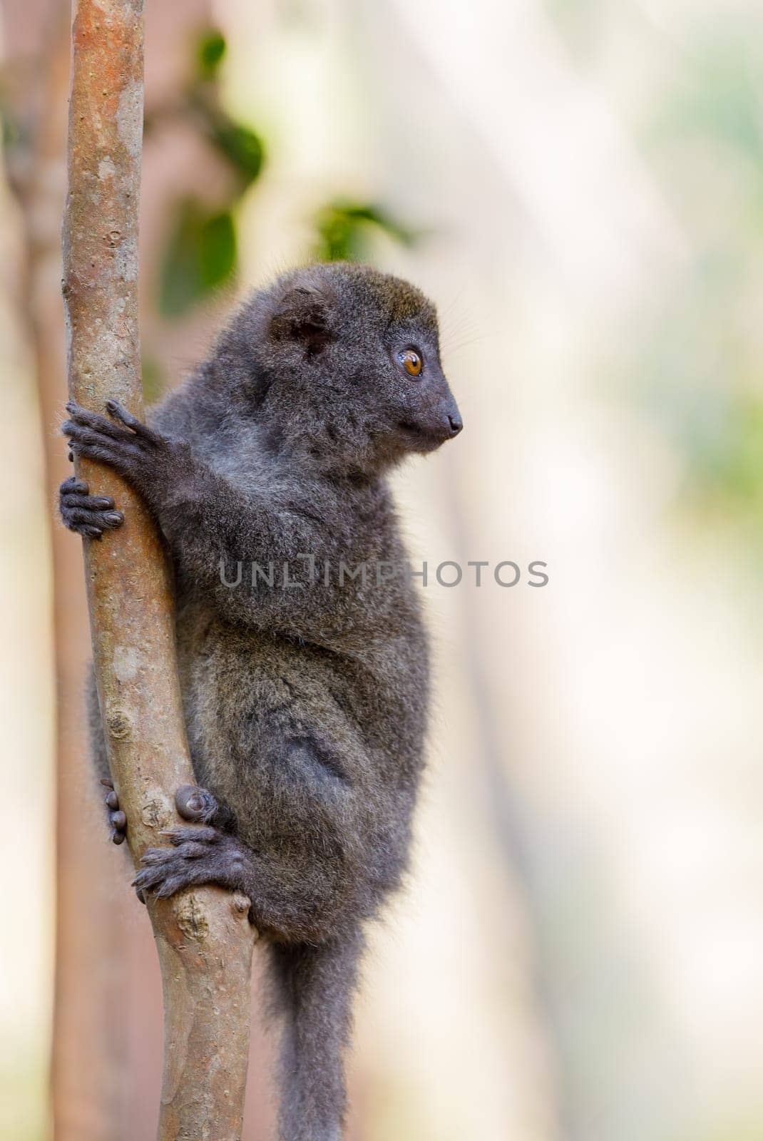 Eastern lesser bamboo lemur (Hapalemur griseus) known as the gray bamboo lemur and the gray gentle lemur. Andasibe Madagascar Vakona Private Reserve. Magagascar endemic wildlife and wilderness.