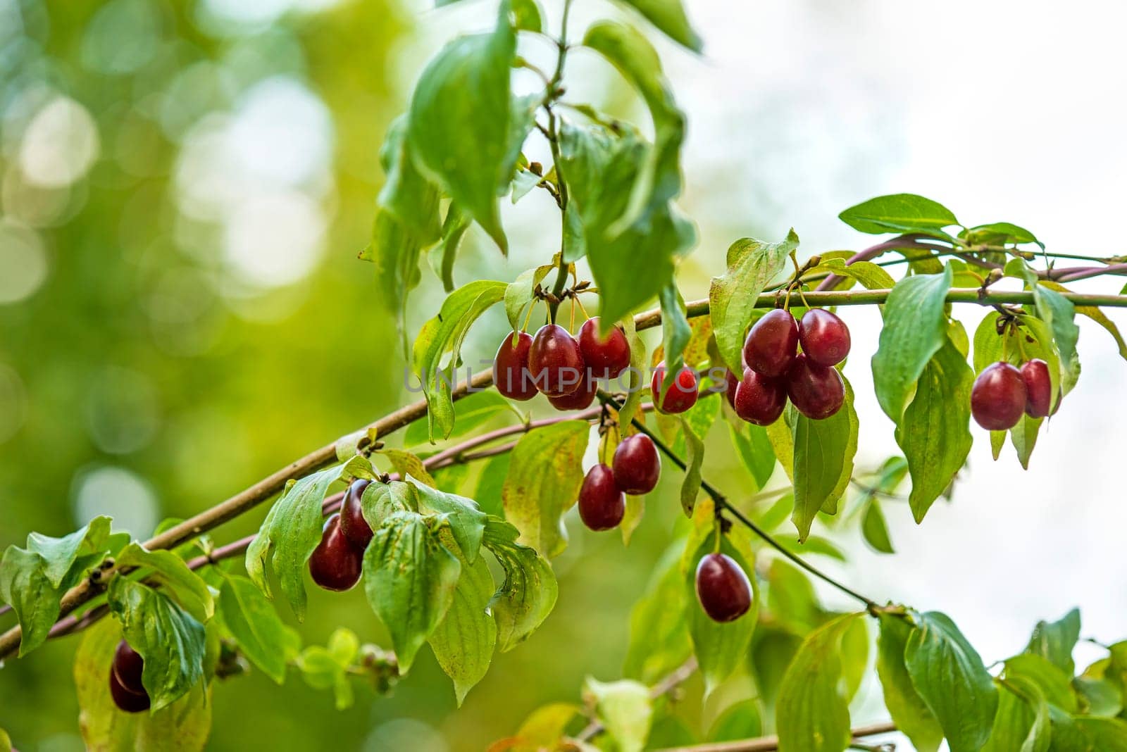 Japanese cornelian cherry with ripe fruits