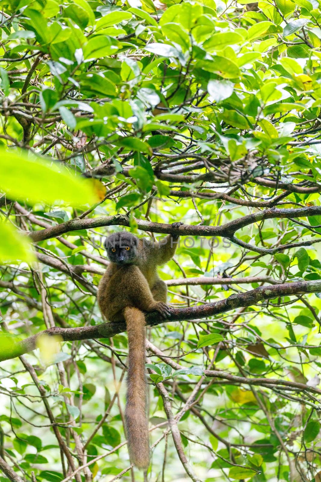 female of white-headed lemur (Eulemur albifrons) on branch in Madagascar rainforest. Masoala forest reserve. Madagascar wildlife and wilderness
