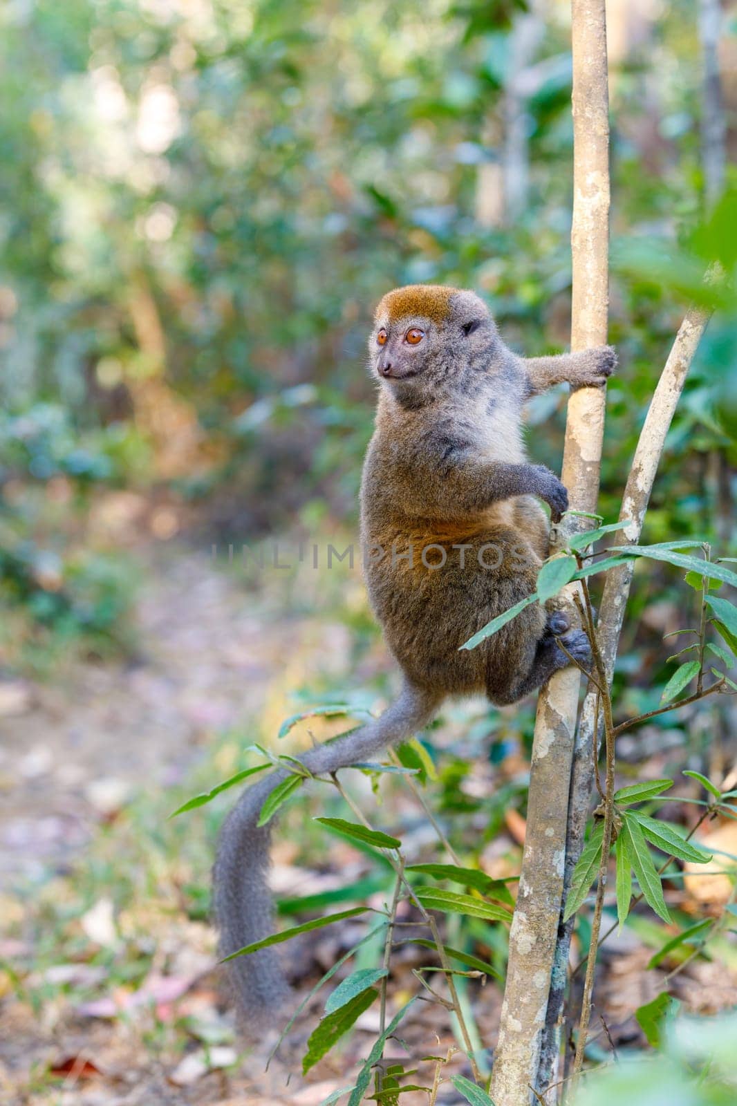 Eastern lesser bamboo lemur (Hapalemur griseus) known as the gray bamboo lemur and the gray gentle lemur. Andasibe Madagascar Vakona Private Reserve. Magagascar endemic wildlife and wilderness.