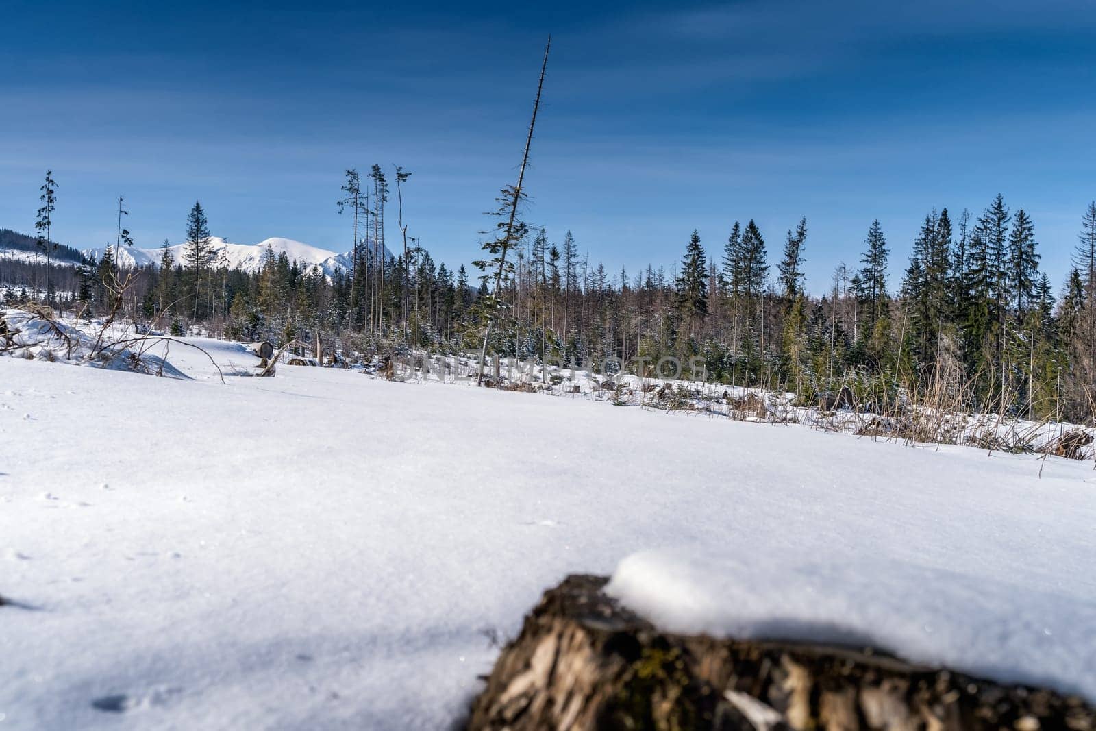 Tree trunk and snow powder in front of the forest, with snow capped Tatra Mountains range in winter background, Bukowina Tatrzanska, Poland