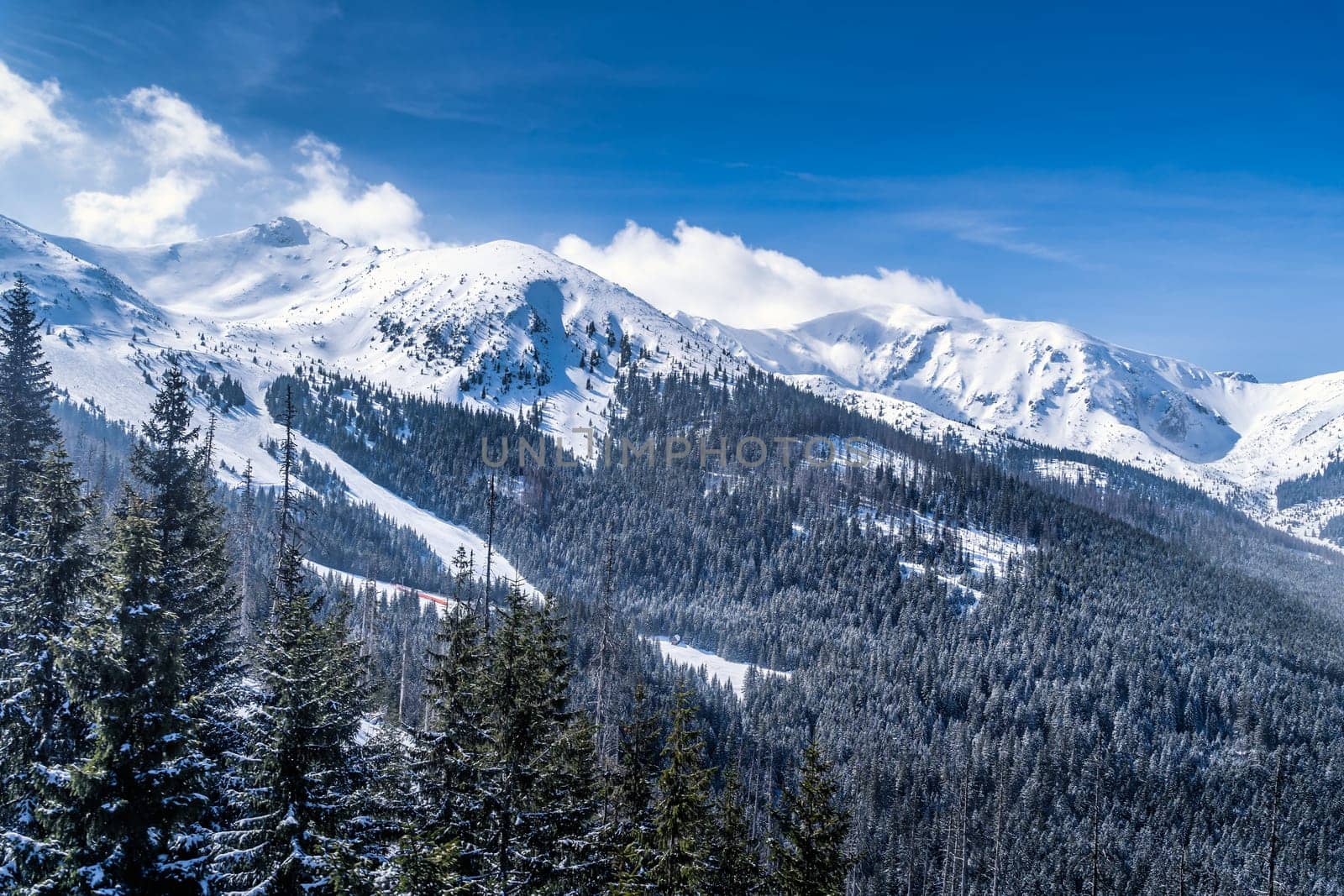Beautiful pine forest with winter coating in the valley. Snow capped mountain peaks of Tatra Mountains, Bukowina Tatrzanska, Poland
