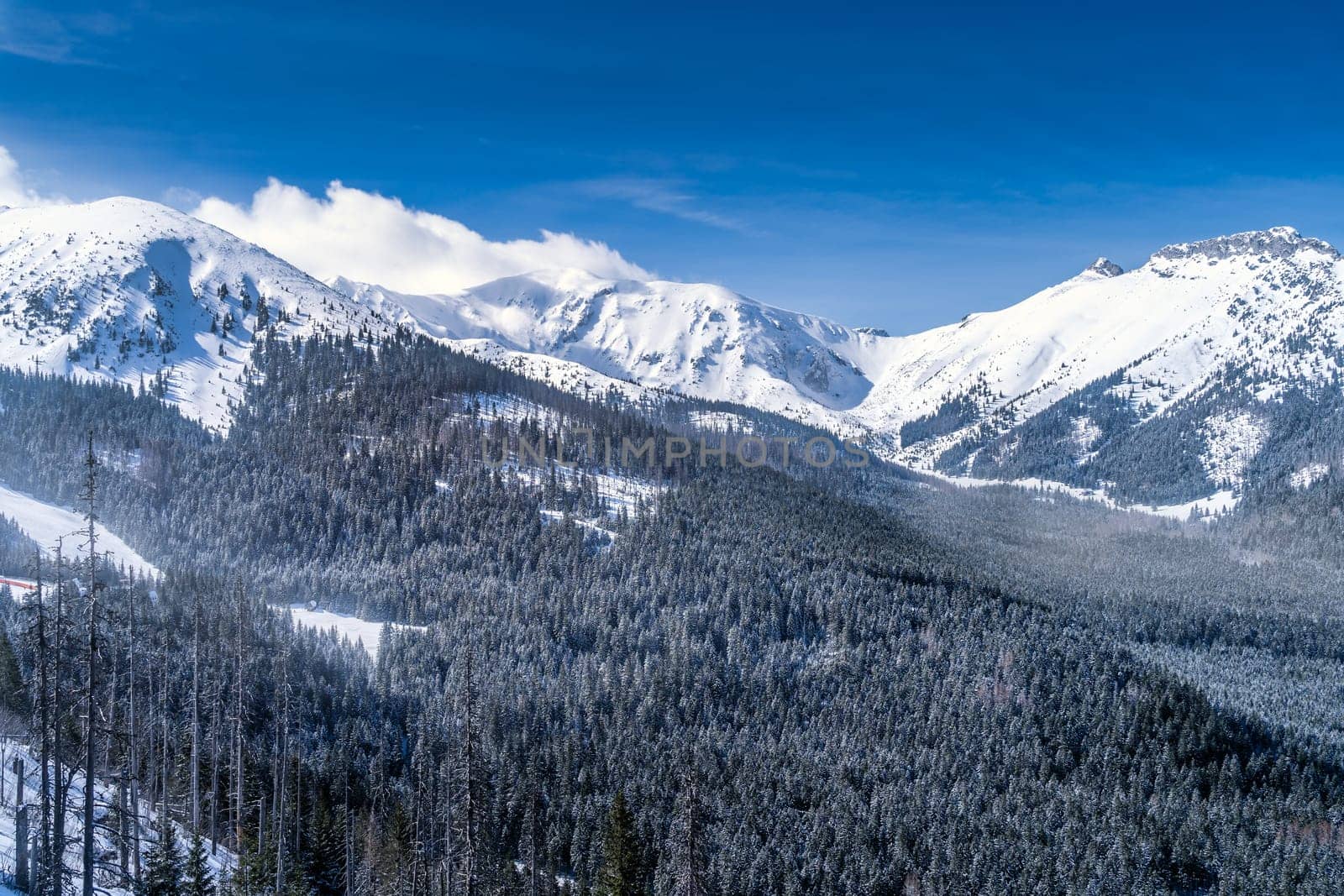 Beautiful pine forest with winter coating in the valley. Snow capped mountain peaks of Tatra Mountains, Bukowina Tatrzanska, Poland