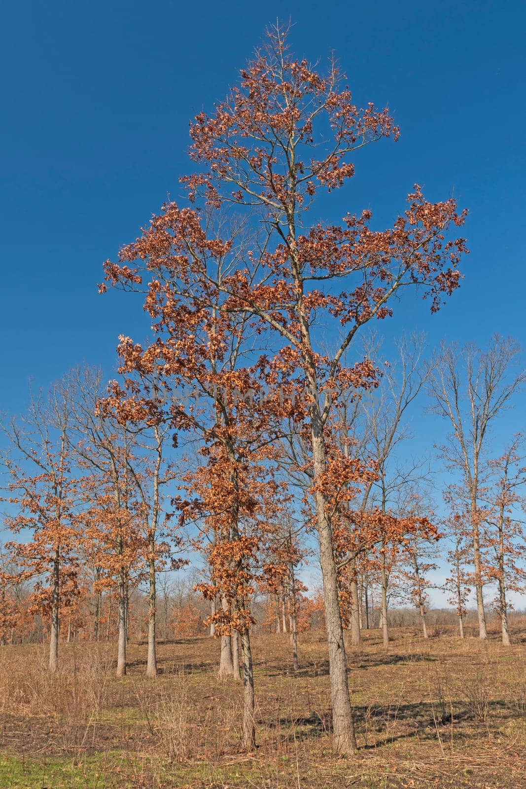 Oak Tree Grove in the Early Spring in Deer Grove Preserve in Illinois