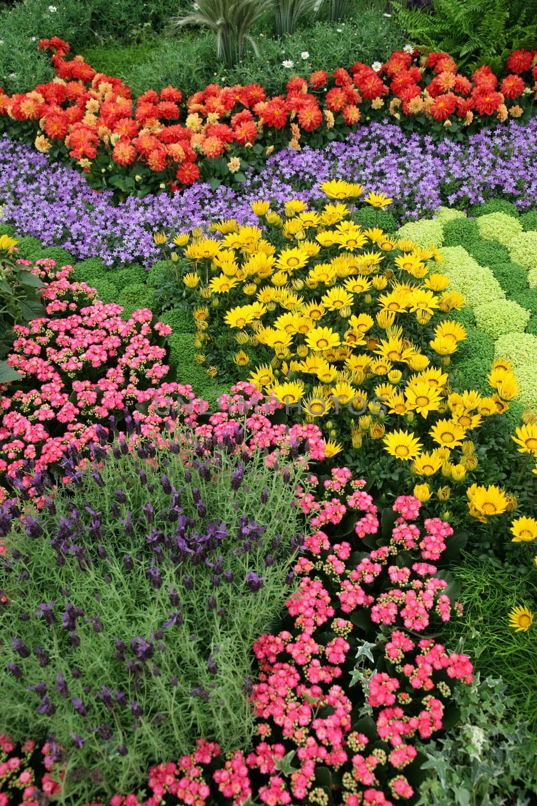 Flowers in garden