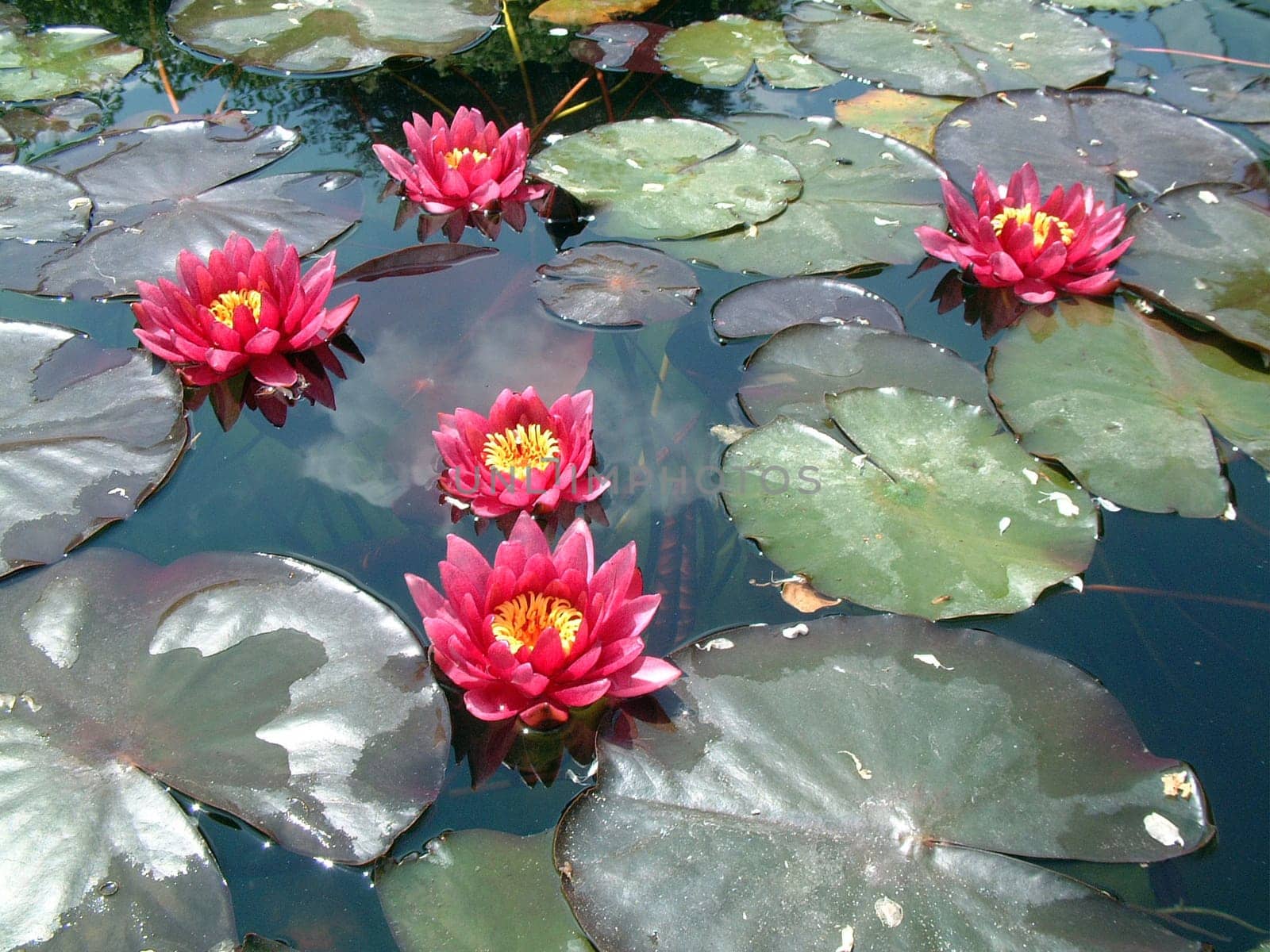 Beautiful Waterlily on pound in park