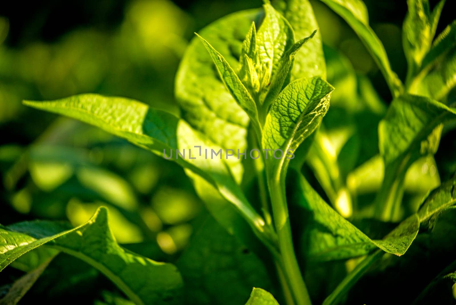 comfrey, leaf in autumn, closeup