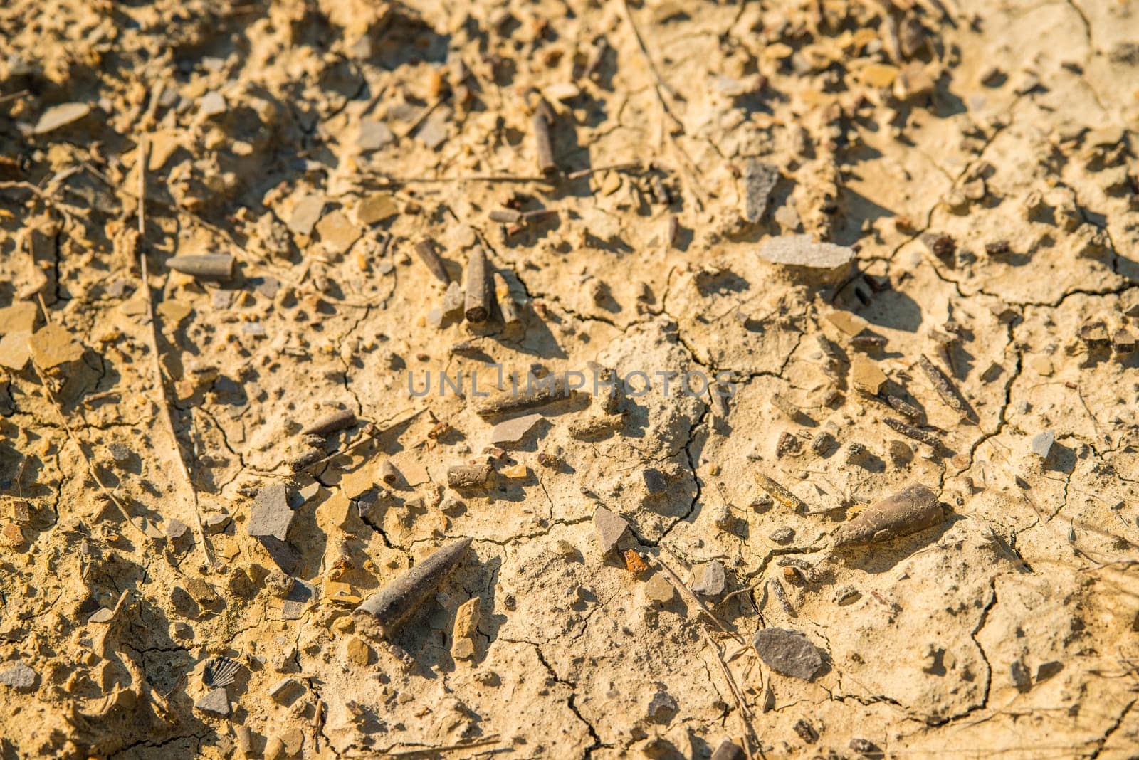 Belmemnoids calcite guards on a floor in Germany