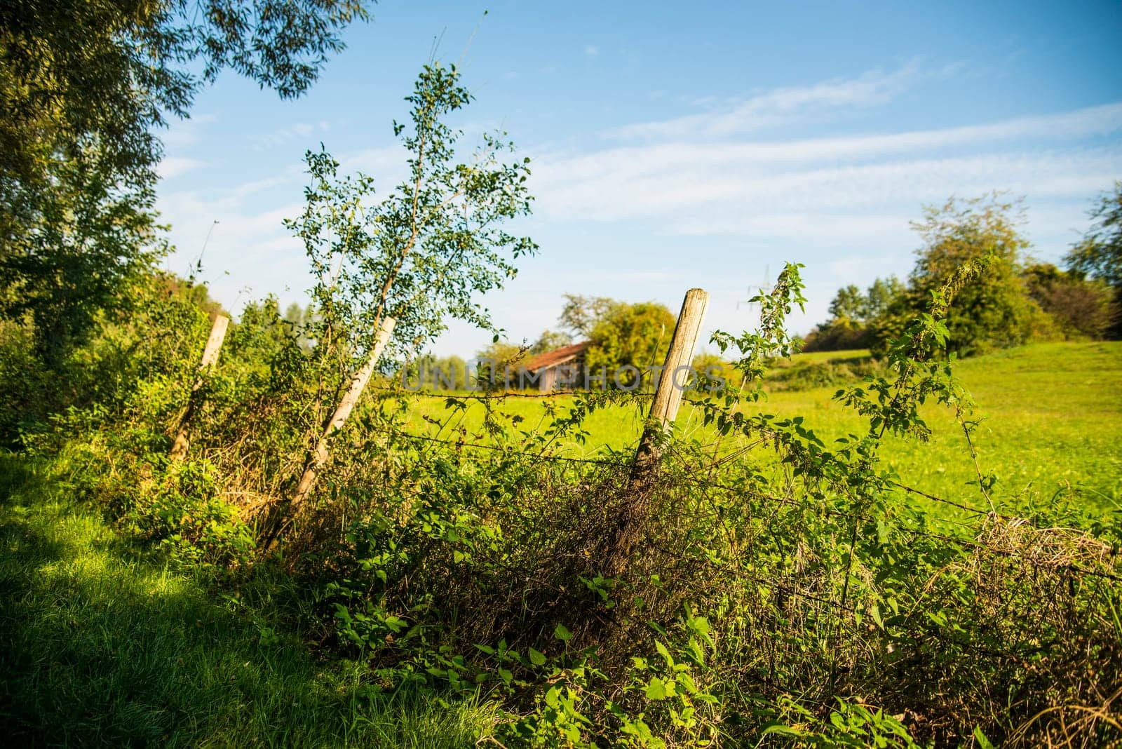 old barn hidden in the green