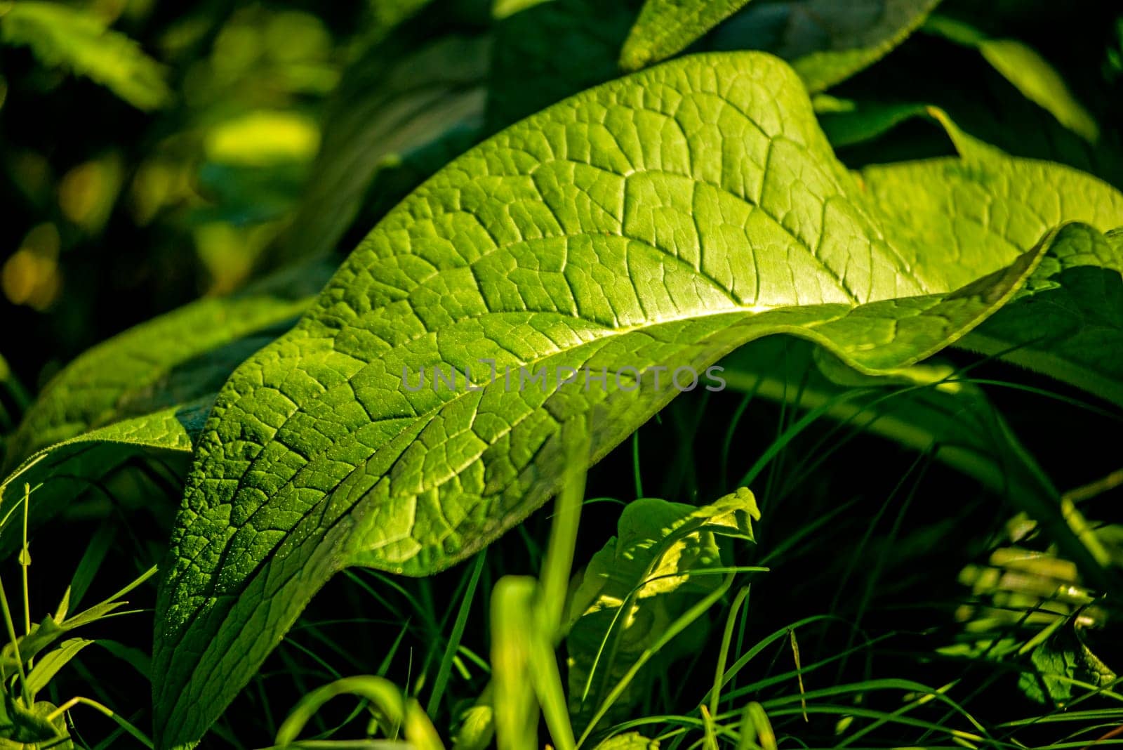 comfrey, leaf in autumn, closeup