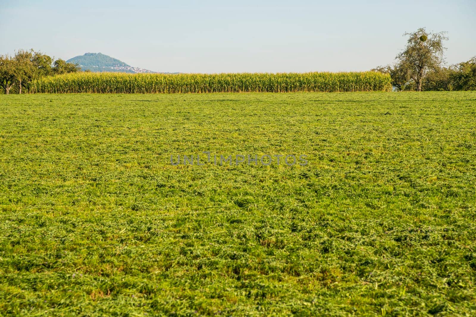 corn field with mountain in the background