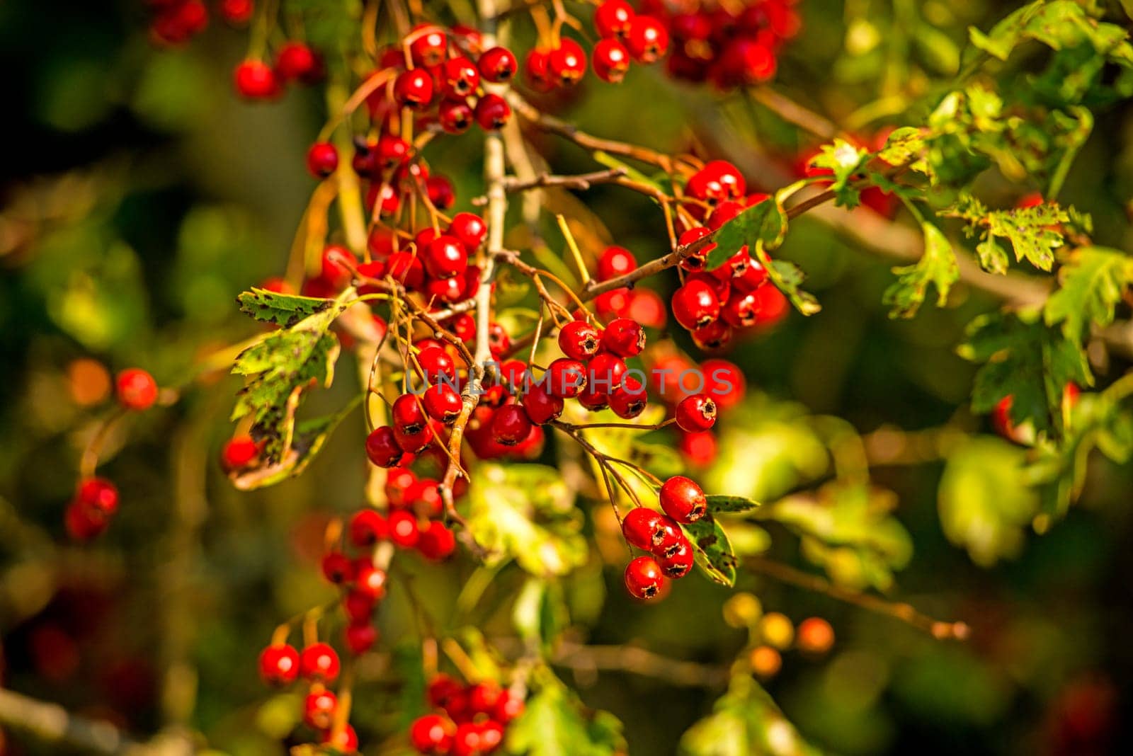Hawthorn fruits, ripe on a tree
