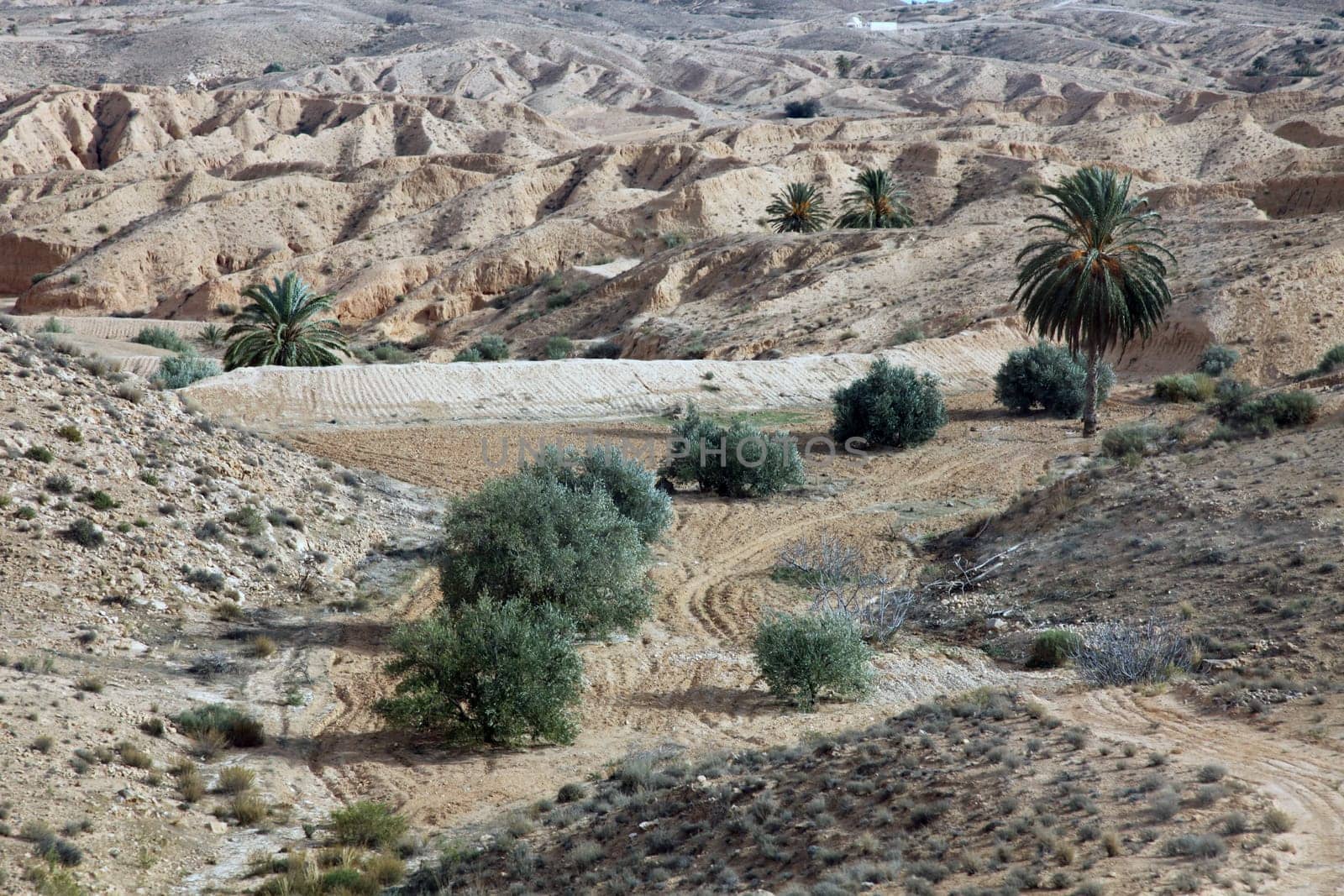 Oasis in Atlas Mountains