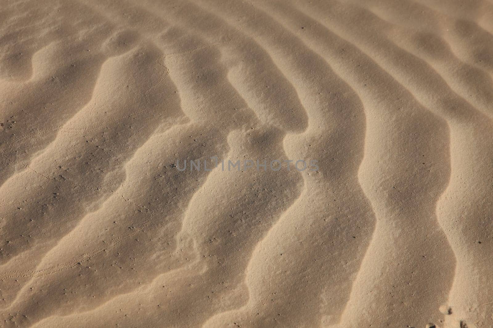 Wind textures on sand in Sahara