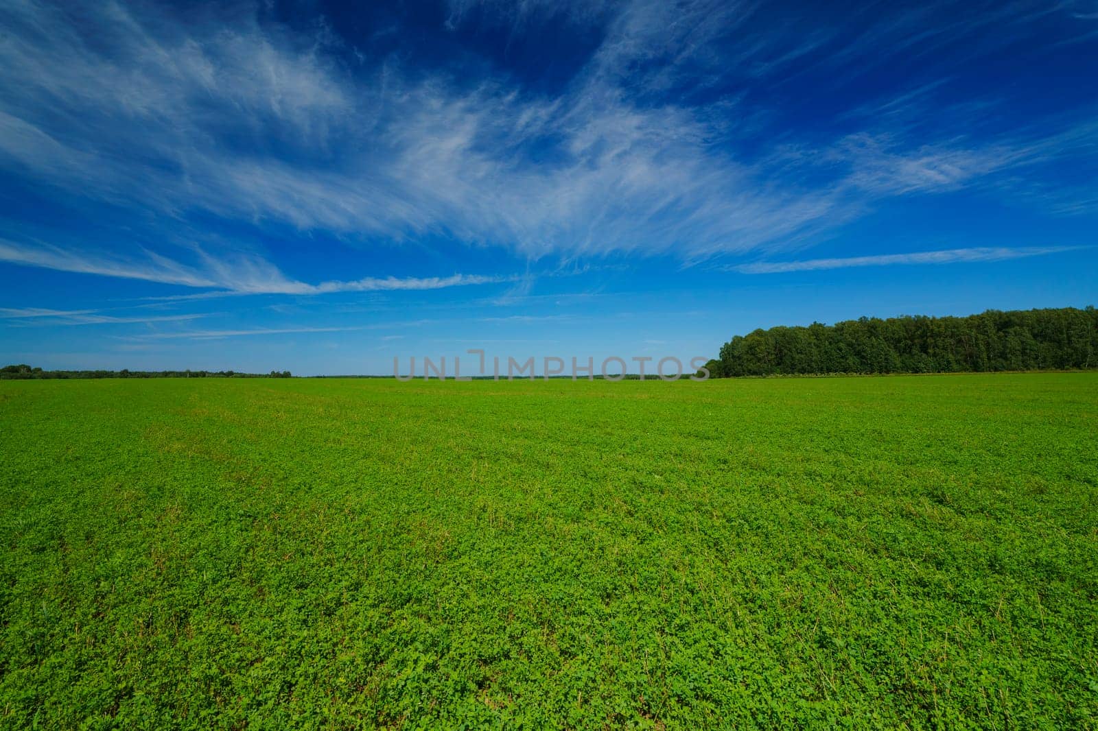 Expansive green field stretching to the horizon under a bright blue sky with wispy clouds. Peaceful rural landscape with lush vegetation and distant trees