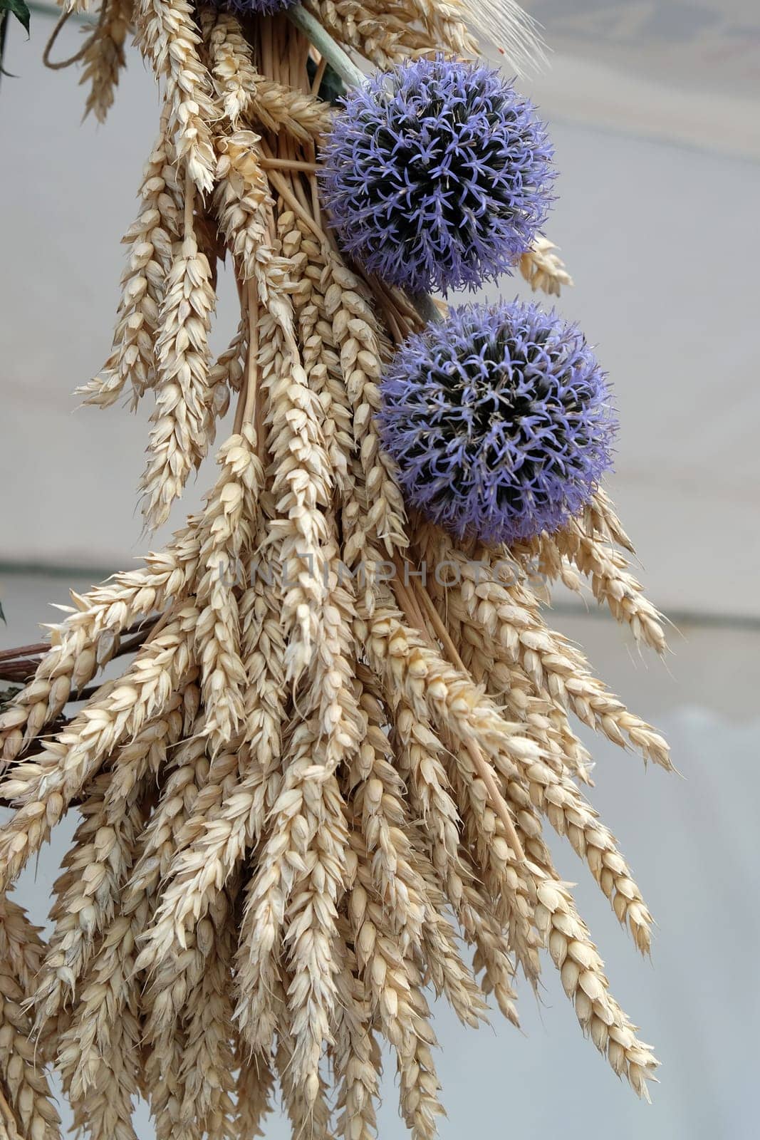 Bundle of wheat with flower, harvest in Nedelisce, Croatia