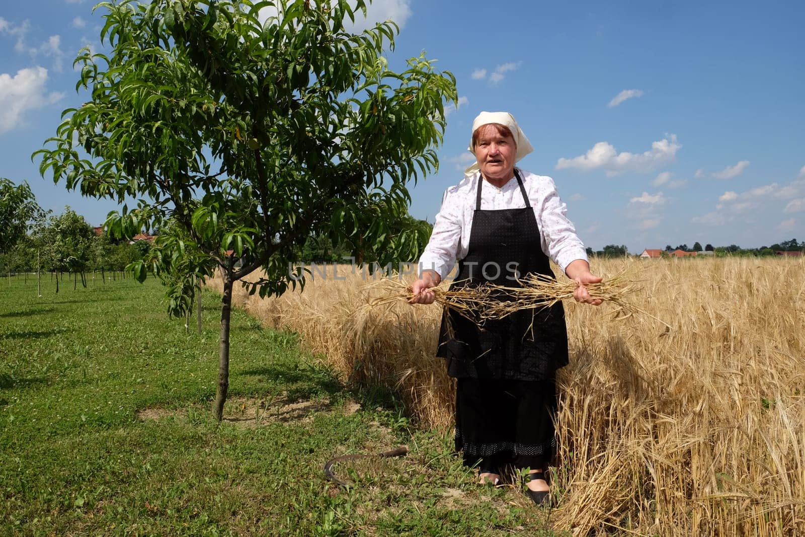 Peasant woman harvesting wheat with scythe in wheat fields in Nedelisce, Croatia