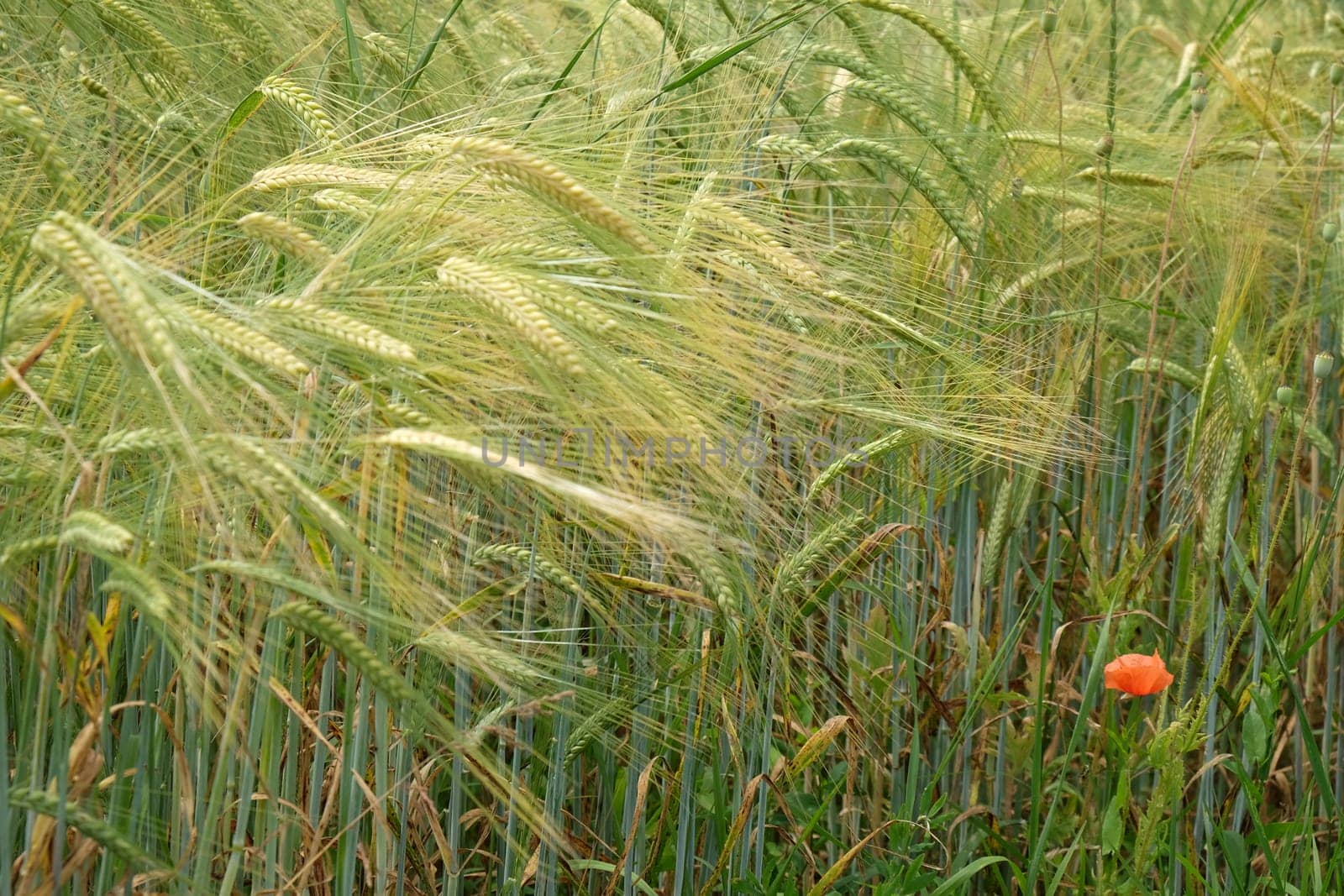 Field of wheat