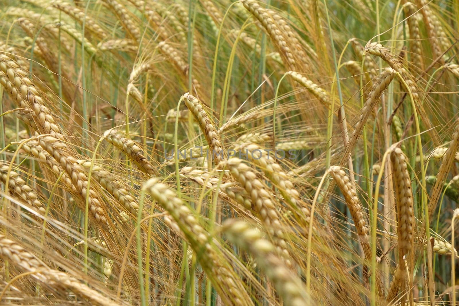 Field of wheat