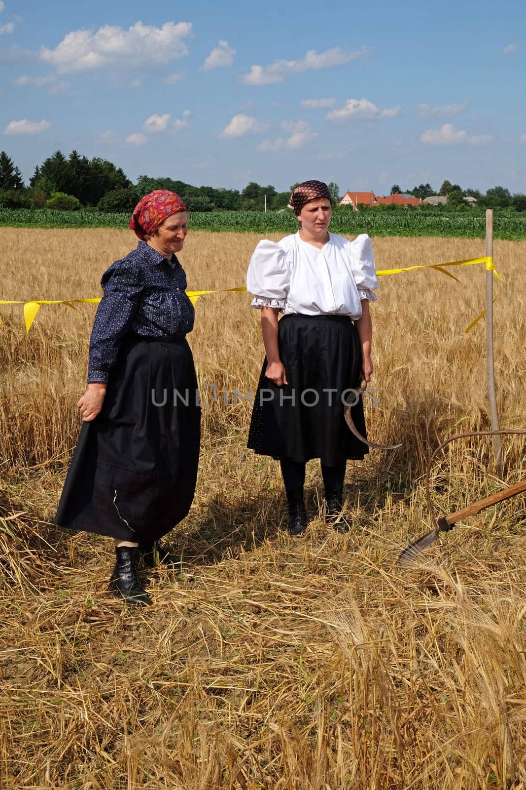 Peasant woman harvesting wheat with scythe in wheat fields in Nedelisce, Croatia