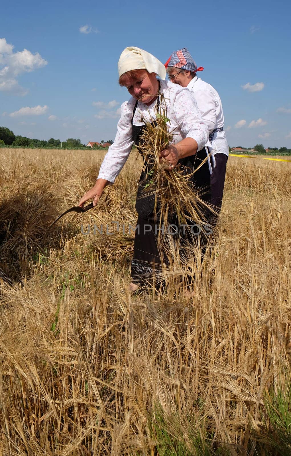 Peasant women harvesting wheat with scythe in wheat fields in Nedelisce, Croatia