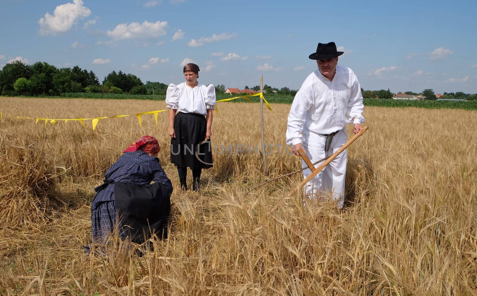 Farmer harvesting wheat with scythe in wheat fields in Nedelisce, Croatia