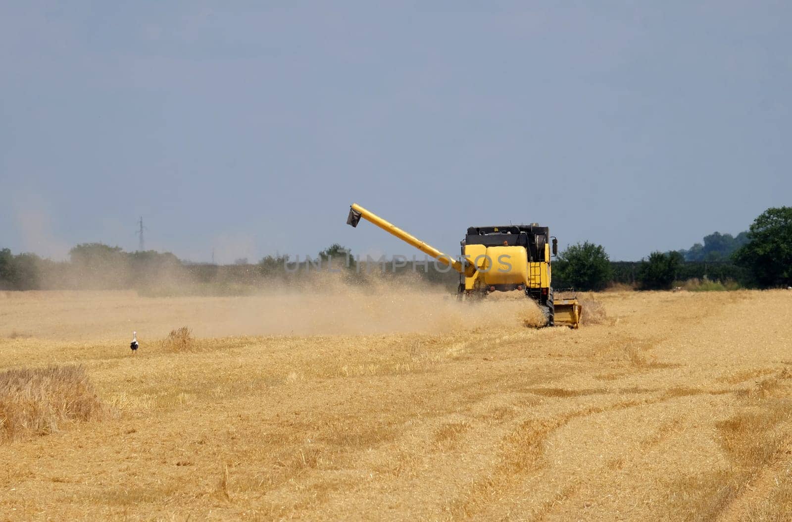 Combine harvester harvest ripe wheat on a farm in Nedelisce, Croatia