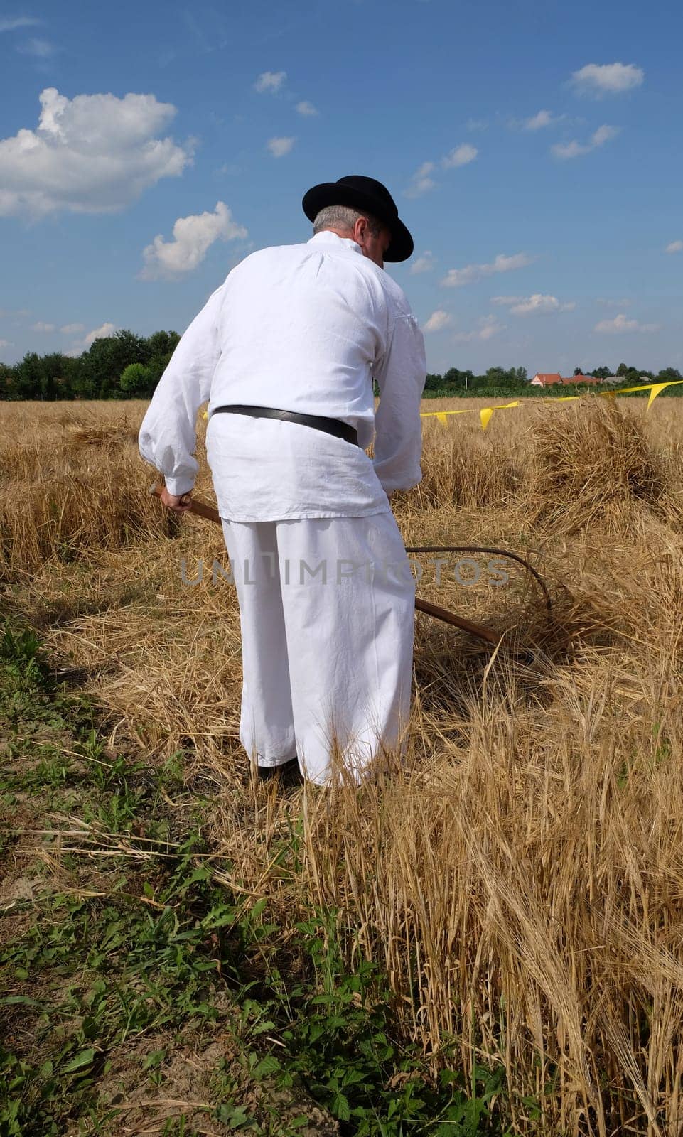Farmer harvesting wheat with scythe in wheat fields in Nedelisce, Croatia