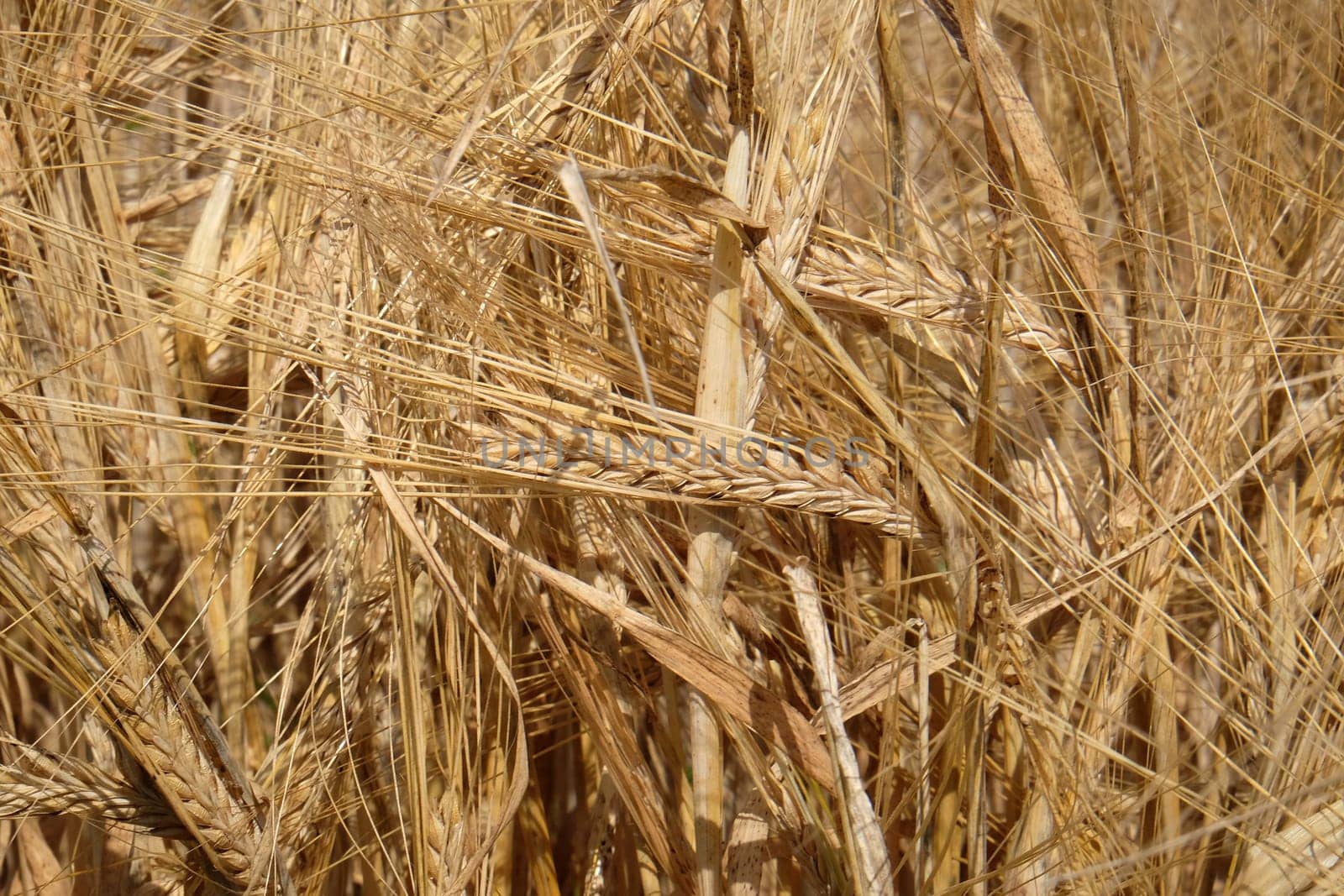 Field of wheat