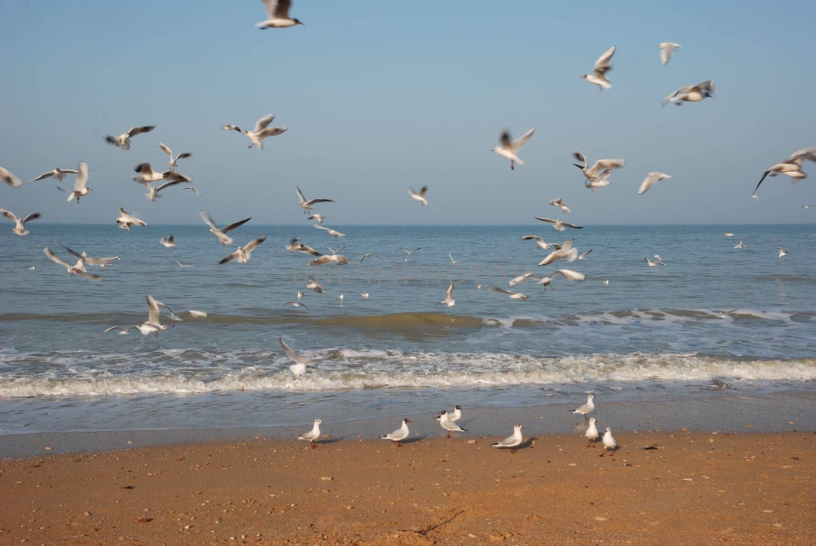 Flock of seagulls on the beach