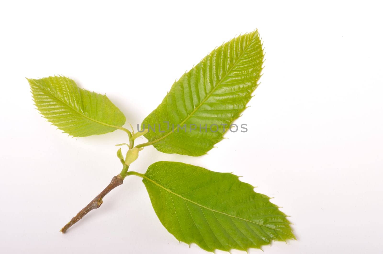 chestnut leaf on white background