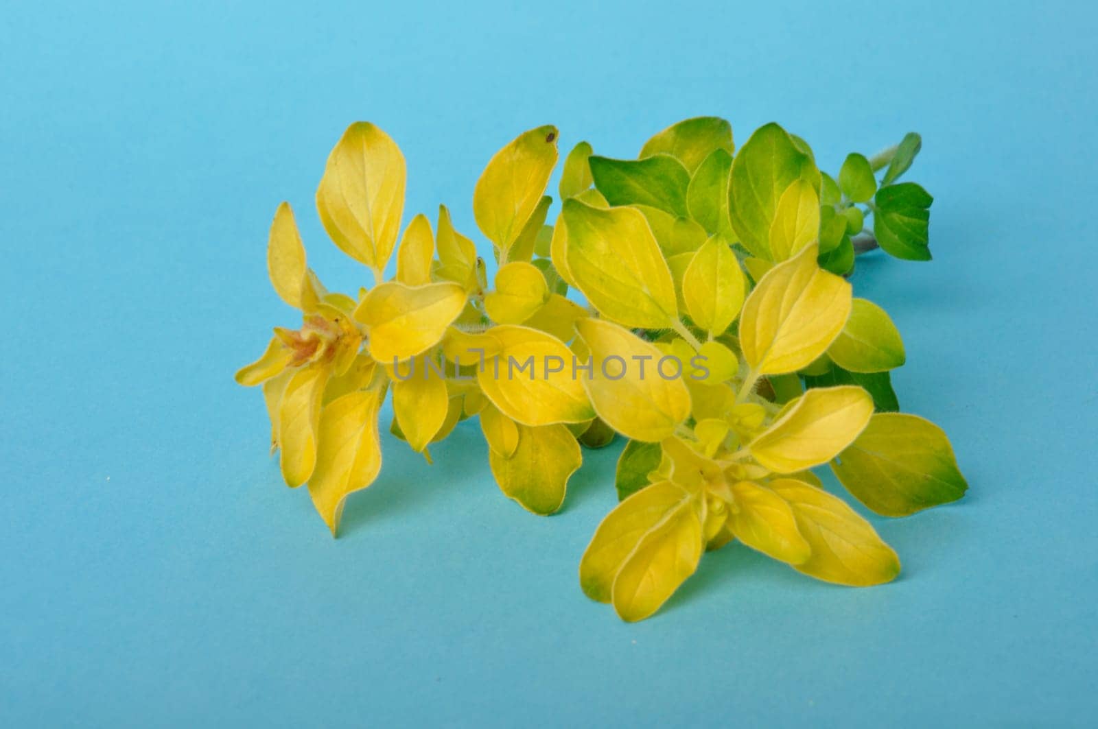 Golden oregano on blue background