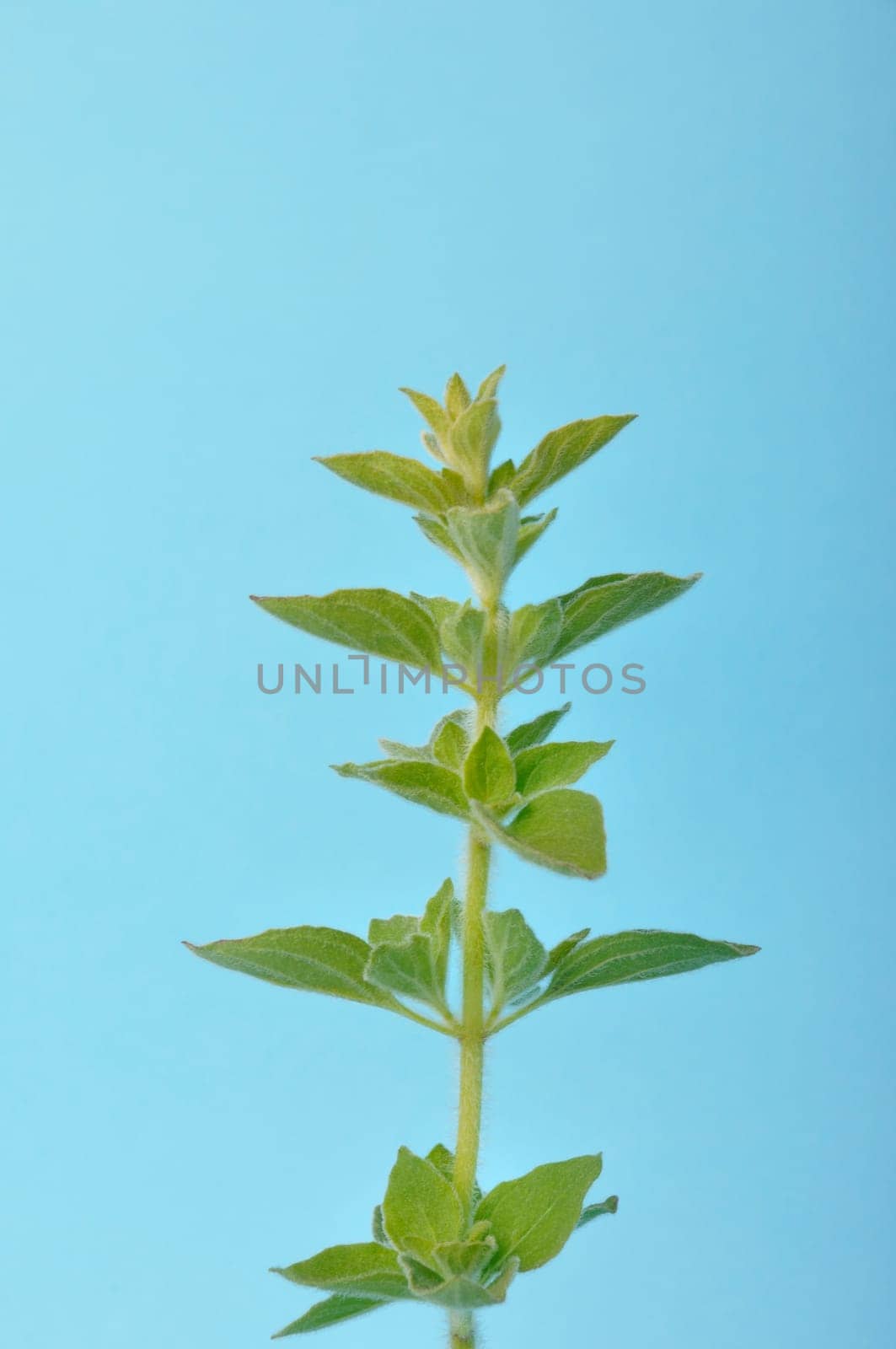 oregano on a blue background