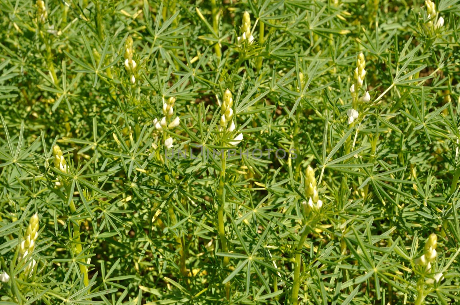 lupine fodder in a field
