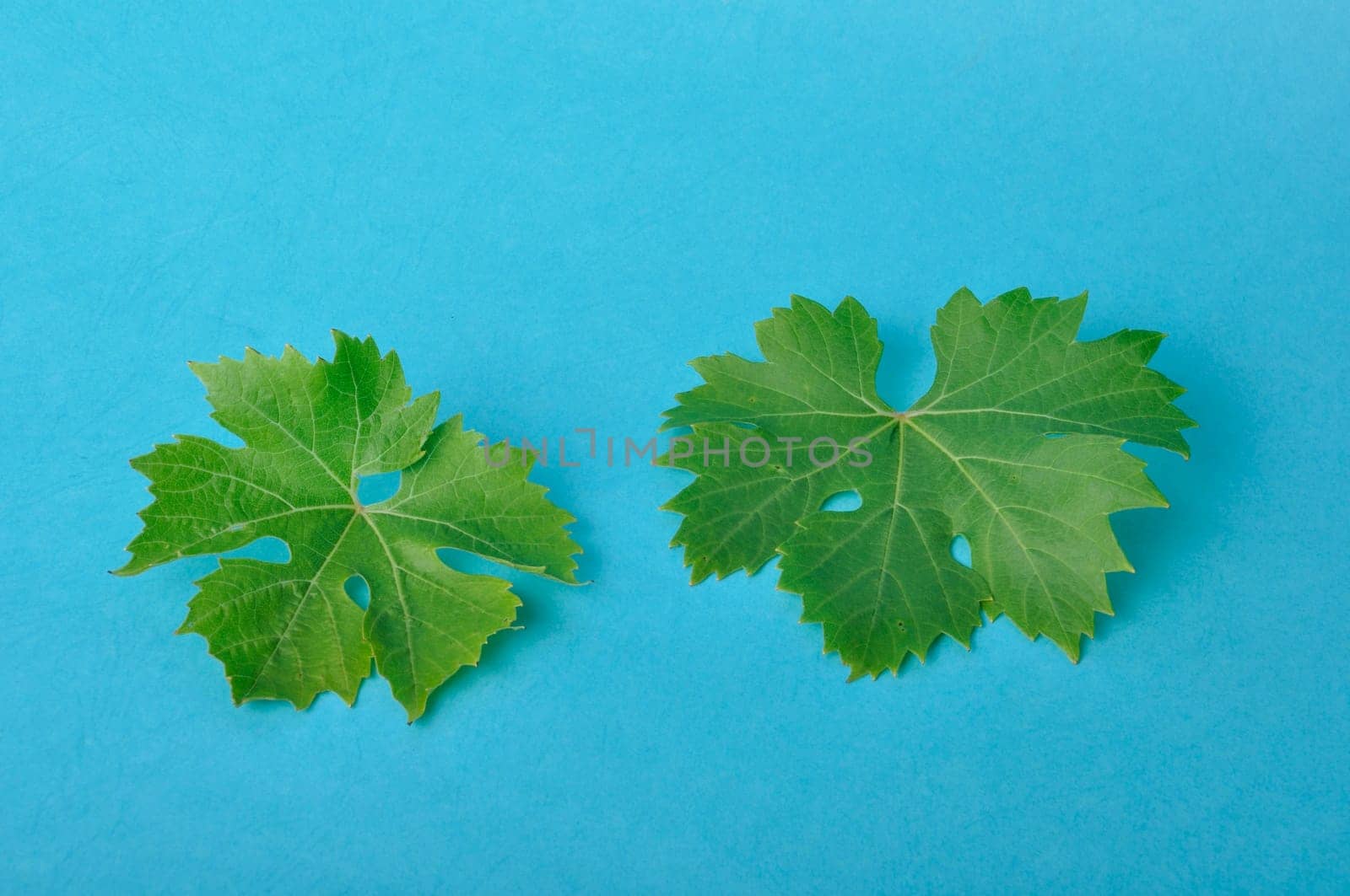 Vine leaves on a blue background